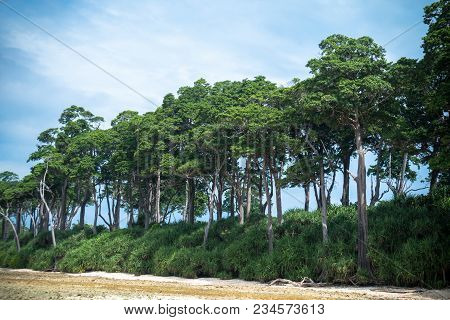 Beach, Neil Island, Andaman And Nicobar, India. Dense Vegetation Of The Island. Tall Trees On The Be