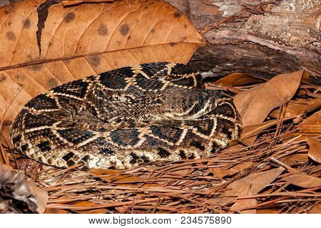 A Close Up Of An Eastern Diamondback Rattlesnake In Florida.