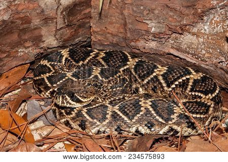 A Close Up Of An Eastern Diamondback Rattlesnake In Florida.