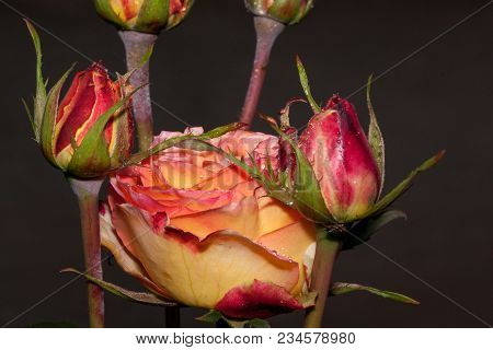 Beautiful Bicolour Roses Are Growing In A Spring Garden. Close Up. Live Nature.