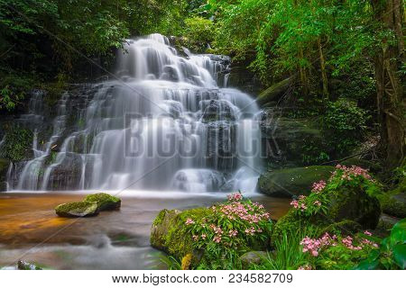 Mun Dang Waterfall With A Pink Flower Foreground In Rain Forest At Phitsanulok Province, Thailand