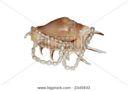 Una Shell con filo di perle
