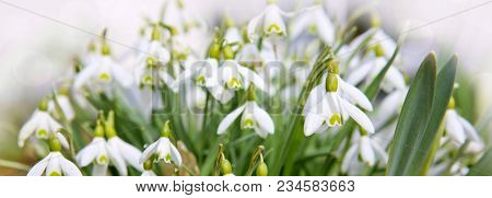 White Small Flowers In Shape Of Drops Under The Bright Sun. Spring Picture.