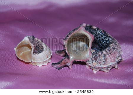 Due Shell sullo sfondo rosa