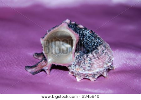 Una Shell sullo sfondo rosa