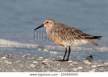 A Red Knot Sandpiper, Calidris Canutus At The Tide Line On A Beach In Florida