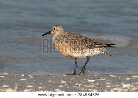 A Red Knot Sandpiper, Calidris Canutus At The Tide Line On A Beach In Florida