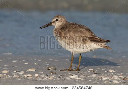 A Red Knot Sandpiper, Calidris Canutus At The Tide Line On A Beach In Florida