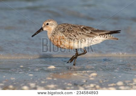 A Red Knot Sandpiper, Calidris Canutus At The Tide Line On A Beach In Florida