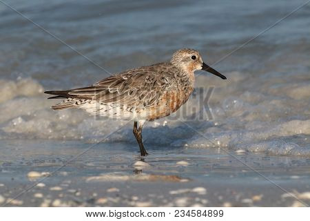 A Red Knot Sandpiper, Calidris Canutus At The Tide Line On A Beach In Florida