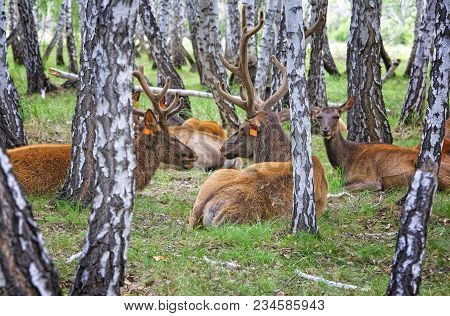 Marals Rest In The Summer Birch Forest. The Farm For The Cultivation Of Domesticated Deers In Siberi