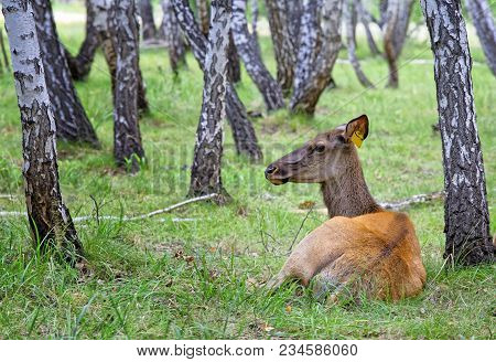 Female Deer-maral Lies In The Birch Forest.attentively Listens To The Sounds Around Her