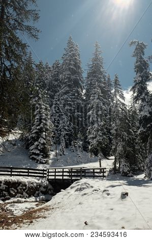 Winter Forest In The Dolomites. Sunny Day In The North Of Italy