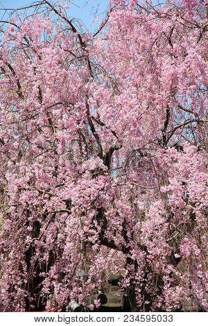 Ueno Park Spring Time. Cherry Blossoms In Tokyo, Japan. Pink Cherry Blossoms. Weeping Cherry - Shida