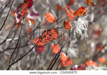 Characteristic Vegetation In The Trieste Karst In Autumn