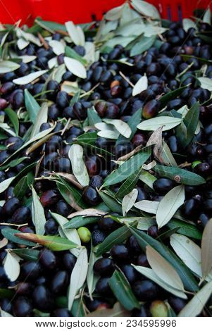 Moment Of Olive Harvest For The Production Of Olives