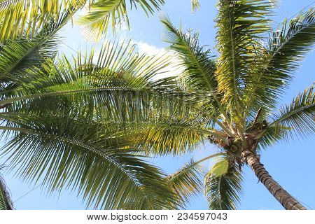 Tall Palm Trees With A Sky Background