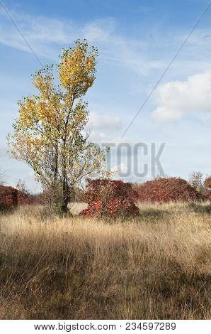The Characteristic Vegetation Of The Trieste Karst In Autumn