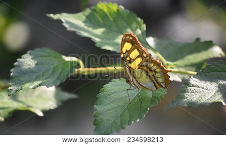 Sun Shining On The Wings Of A Malachite Butterfly