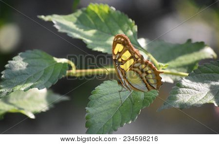 Green Malachite Butterfly Perched On The Leaf Of A Plant.