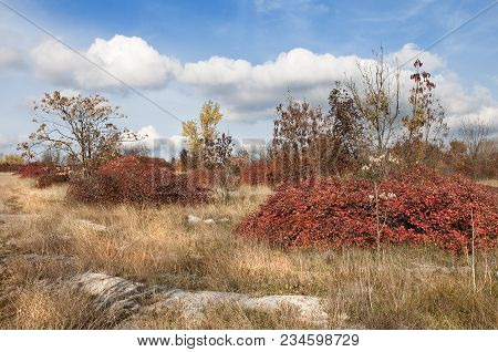 Characteristic Vegetation In The Trieste Karst In Autumn
