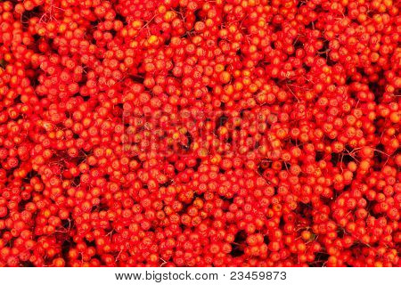 Mountain Ash bessen (Sorbus aucuparia)