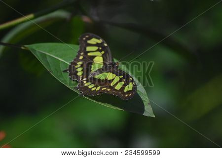 Green And Black Wings On A Malachite Butterfly.
