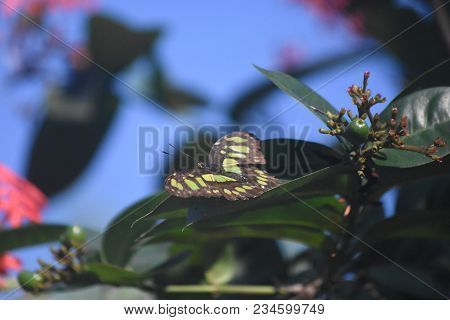 Aruba Butterfly Garden With A Malachite Butterfly.