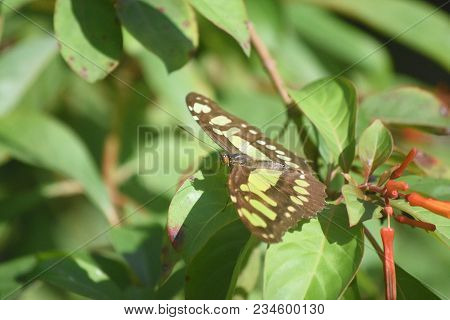 Black And Green Wings On A Lovely Malachite Butterfly.