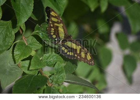 Garden With A Green And Black Malachite Butterfly On A Leaf.