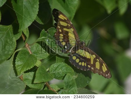 Beautiful Wings On A Malachite Butterfly In A Garden.