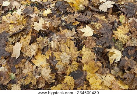 The Characteristic Vegetation Of The Trieste Karst In Autumn