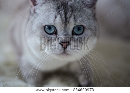 Cat Scottish Fold, Chinchilla Coloring
