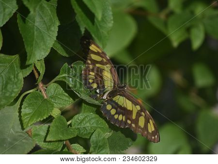 Wings Spread Open On A Green And Black Malachite Butterfly.
