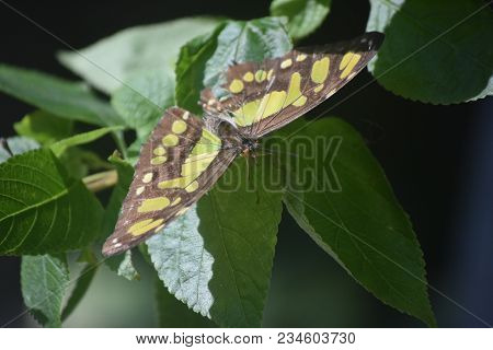 Malachite Butterfly With Green And Black Wings In A Garden.
