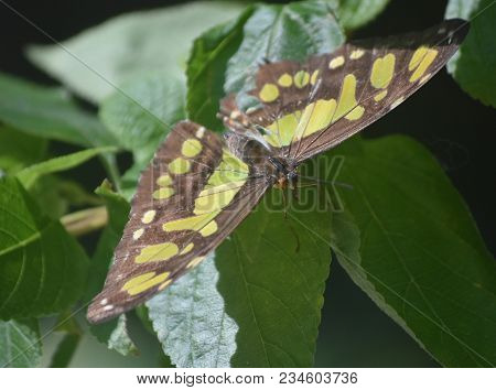 Beautfiul Close Up With A Green And Black Malachite Butterfly In A Garden.