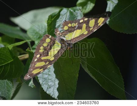 Malachite Butterfly With Green And Black Wings Spread On A Leaf.