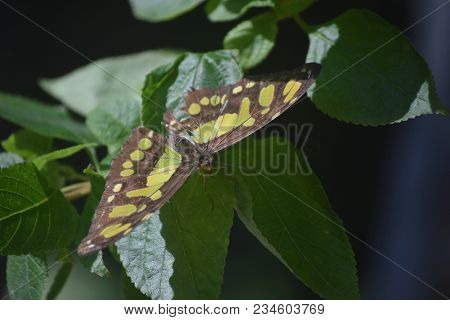Wings Spread Wide Open On A Malachite Butterfly