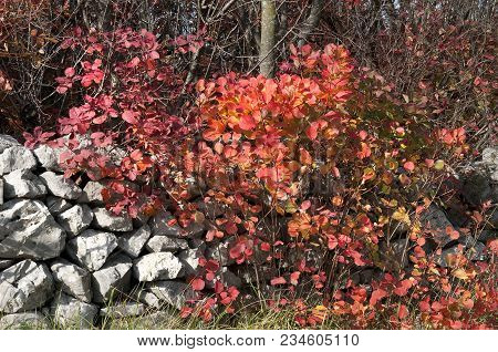 characteristic vegetation of the Trieste karst in autumn