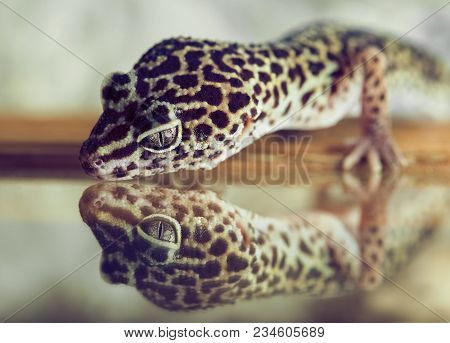 A Small Gecko Looks In Reflection In A Mirror In The Terrarium.