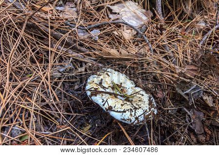 Edible Mushroom Lactarius Resimus In A Pine Forest