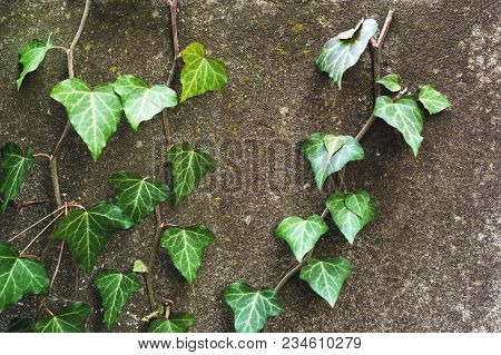 Close-up Of A Natural Background Of Green Ivy Stems With Leaves Crawling On A Cement Wall.