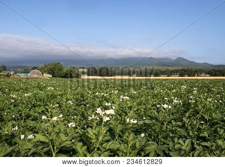 Flowers Bloom In A Rural Hokkaido Field