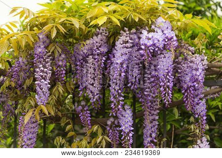 Spring Concept. Beautiful Wisteria Blooming.