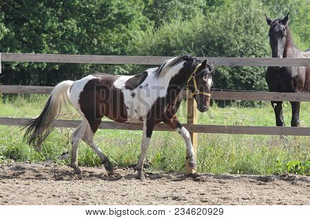 Paint Stallion Running Free In Paddock At Early Summer