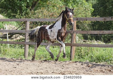 Paint Stallion Running Free In Paddock At Early Summer