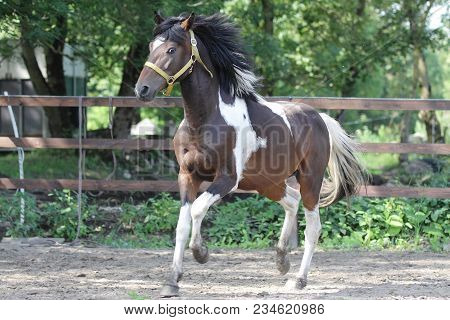 Paint Stallion Running Free In Paddock At Early Summer