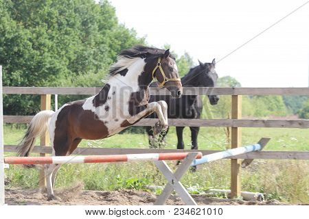 Paint Stallion Jumping Obstacle In Paddock At Early Summer