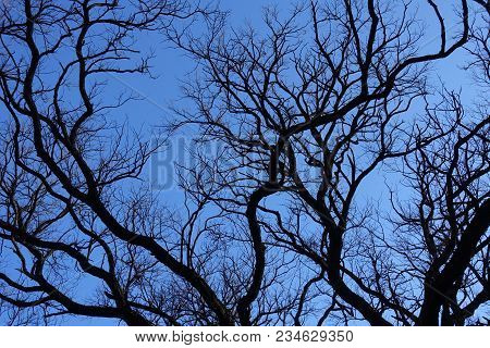 Black Branches Of Robinia Pseudoacacia Against Blue Sky