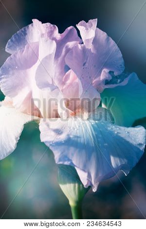 Beautiful Flowers Of A Iris. Beautiful Irises On Green Background. A Iris Plant In Garden Bloom In S